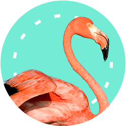 Foto von Ingo Flamingo